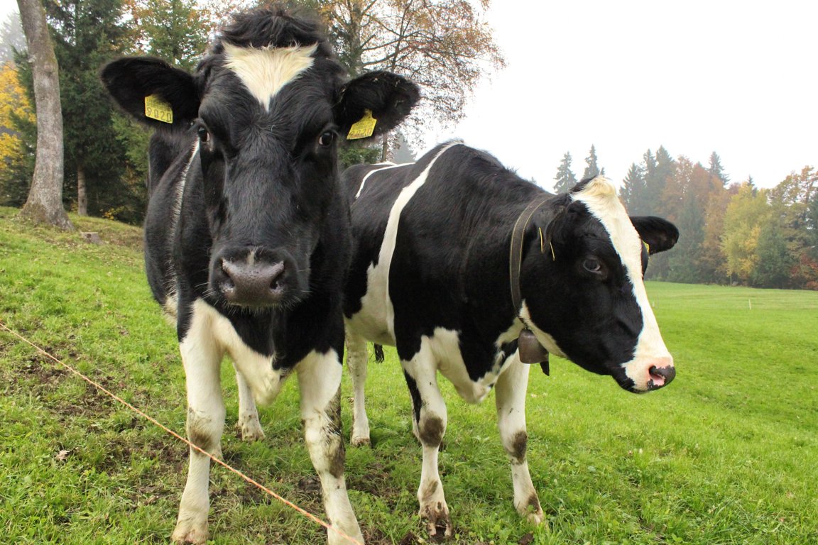 Cows & Cattle