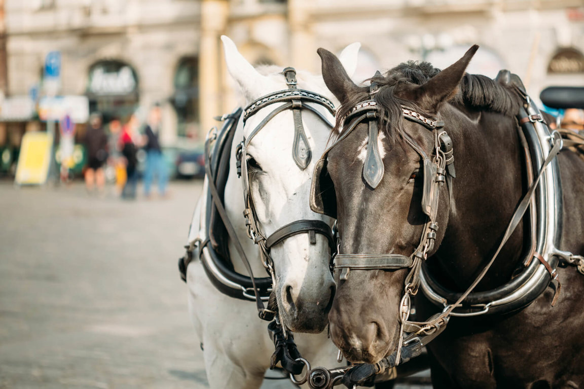 What’s Wrong With Carriage Rides?