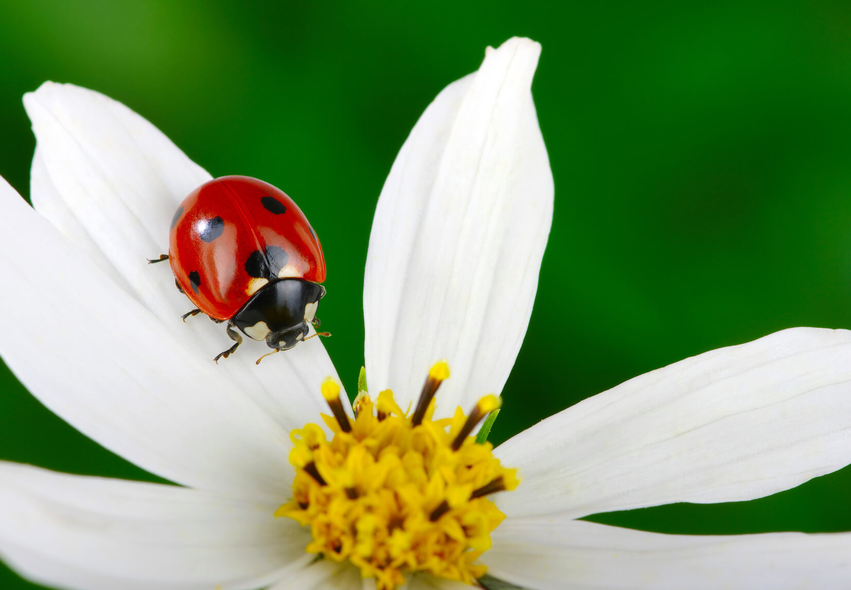Ladybugs