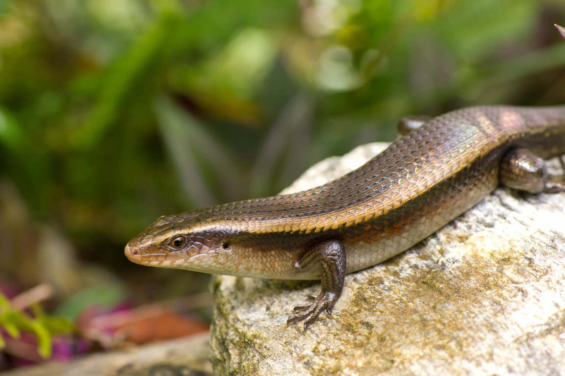 Skinks