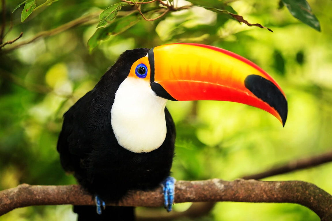 Toucans