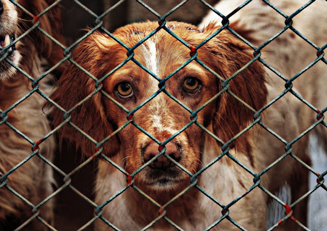 End The China Yulin Dog Meat Festival