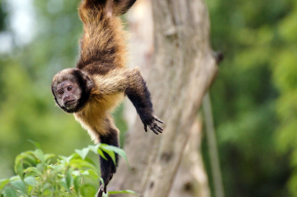 Deforestation: Clearing The Path For Wildlife Extinctions