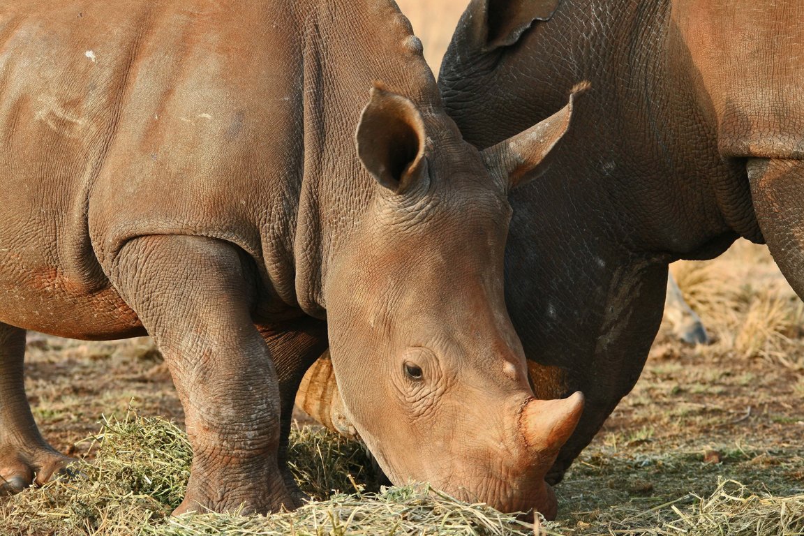 Trophy Hunting: Money & Egotism Over Wildlife Survival