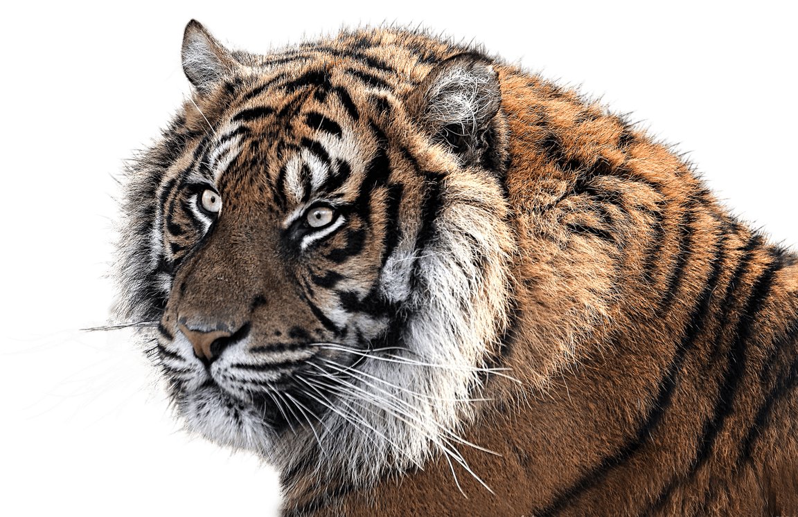 10 Ways To Help Endangered Species